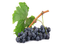 Trauben blau